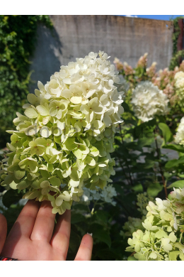 Гортензія волотиста Сільвер Доллар (С5) Hydrangea paniculata Silver Dollar