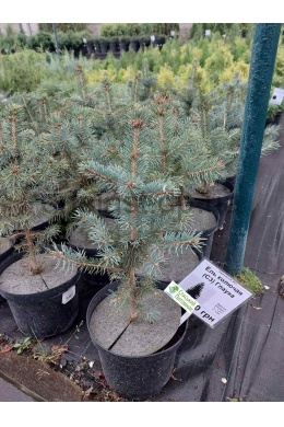 Ялина колюча Глаука  (С2) Picea pungens glauca (h-30 d-20)