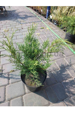 Мінт Джулеп (С2) ялівець середній (Mint Julep) h-30, d-20