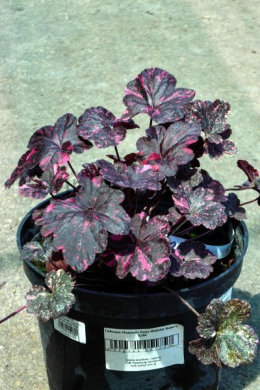 Гейхера Миднайт Роуз (С5) Heuchera Midniht Rose 