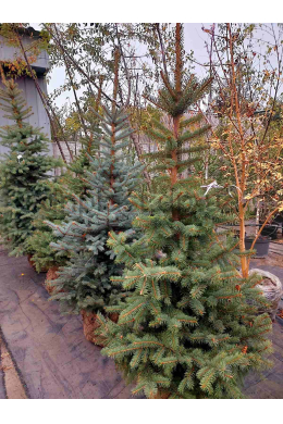 Ялина колюча Кайбаб сиза (125-150 см)