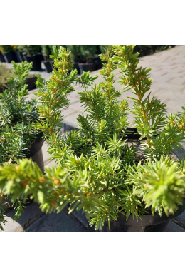 Шлягер(С3) ялівець звичайний (Schlager),h-10-15,d-25-30