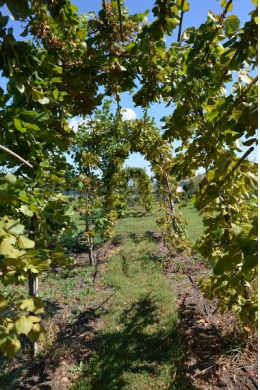 Рябина обыкновенная (шпалера) (L12-14 см) Sorbus Aucuparia