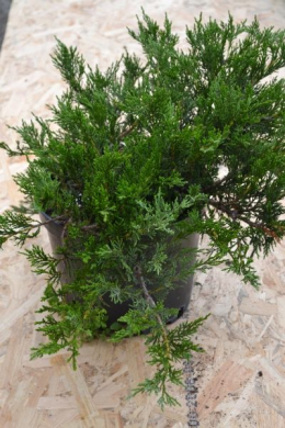 Тамарісцифолія (С3л) ялівець козацький (Tamariscifolia) h-15 d-30 Тамарісцифолія (С3л) ялівець козацький (Tamariscifolia) h-15 d-30