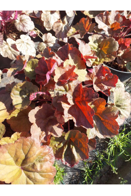 Гейхера Кассис (C5л) Heuchera Cassis