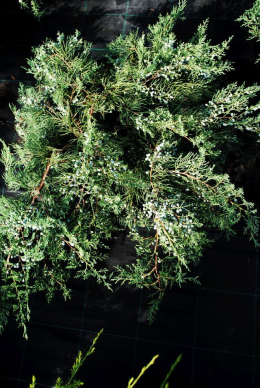 Блю Клоуд (С7,5л) ялівець віргінський "Blue Cloud" h-30, d-50-60