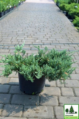 Блю Чіп ( С5л) ялівець горизонтальний  (Blue Chip) h-15,d-35-40