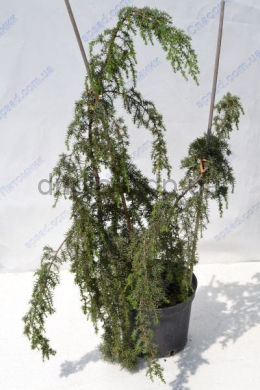 Хортсман (С5) ялівець звичайний (Horstmann) h-40-50 , d-30 Хортсман (С5) ялівець звичайний (Horstmann) h-40-50 , d-30