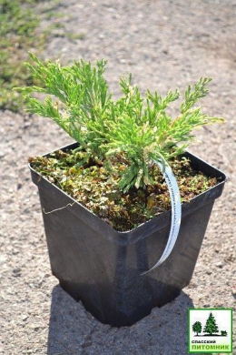 Андора Варіегата (С3л) ялівець горизонтальний  (Andorra Variegata) h-7, d-15