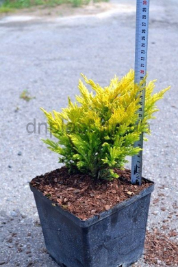 Лайм Глоу (С3л) ялівець горизонтальний  (Lime Glow) h-10, d-20