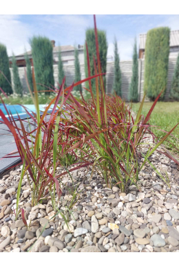 Імперата Ред Барон (С2) Imperata cylindrica 'Red Baron' Імперата Ред Барон (С2) Imperata cylindrica 'Red Baron'