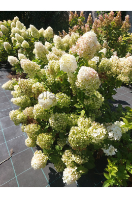 Гортензія волотиста Сільвер Доллар (С10) Hydrangea paniculata Silver Dollar Гортензія волотиста Сільвер Доллар (С10) Hydrangea paniculata Silver Dollar