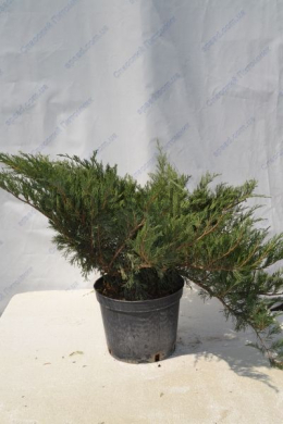 Блю Дануб (С10)  ялівець козацький (Blue Danube)  (h-50-60, d-60-70)