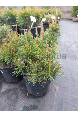Пуміліо Сосна гірська (С2) Pinus mugo Pumilio Пуміліо Сосна гірська (С2) Pinus mugo Pumilio