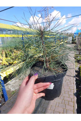 Сосна кримська (С3) Pinus Pallasiana h-25, d-25 Сосна кримська (С3) Pinus Pallasiana h-25, d-25