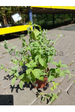 Гарден мінт  (mentha piperita garden mint) (С 1,2л)