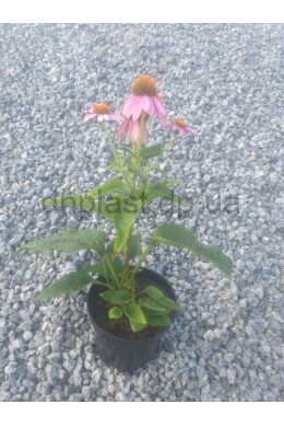 Ехінацея лікарська (С2)