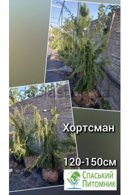 Хортсманн (125-150см) ялівець звичайний (Horstmann) КОМ Хортсманн (125-150см) ялівець звичайний (Horstmann) КОМ