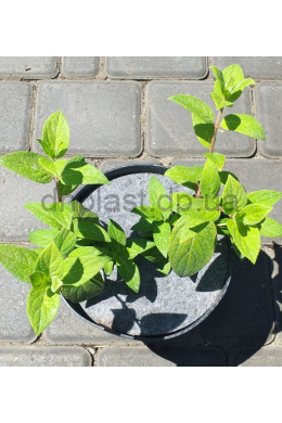 Гортензія волотиста Мега Мінді(С2) Hydrangea paniculata Mega Mindy