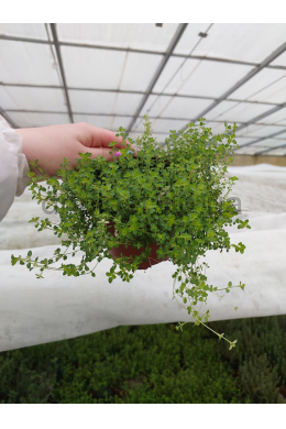 Тим'ян Голдендварф (С1,2) Thymus x citriodorus 'Golden Dwarf