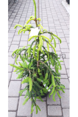Лорелей ель обыкновенная (С5) Picea abies Loreley																				