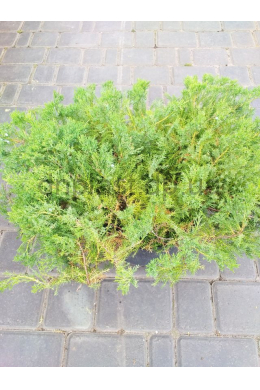 Ленінград (С 7,5л) ялівець горизонтальний Даурский (Leningrad) h-30, d-50 Ленінград (С 7,5л) ялівець горизонтальний Даурский (Leningrad) h-30, d-50