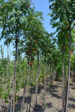 Рябина обыкновенная (L 6-8см) КОМ (Sorbus Aucuparia)