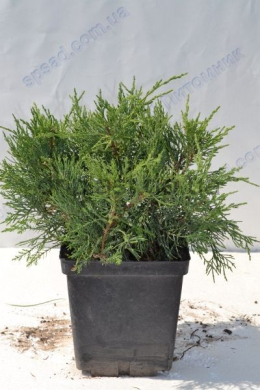 Глаука (С3л) ялівець козацький (Glauca) (h--30,d-25) Глаука (С3л) ялівець козацький (Glauca) (h--30,d-25)