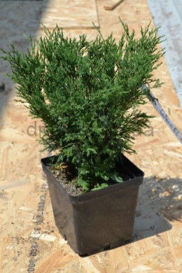 Сабіна ялівець козацький (С3л) h-25-30 d-30 Juniperus sabina