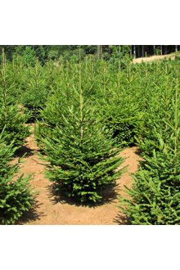 Ялина звичайна (200-225) Picea abies КОМ