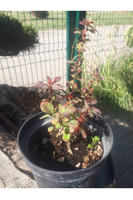 Барбарис Ред Компакт Berberis thunb. 'Red Compact' (С 2 л)