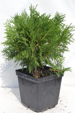 Літл Чемпіон ( С 3л) туя західна (Little Champion) (h-20-25, d-25)