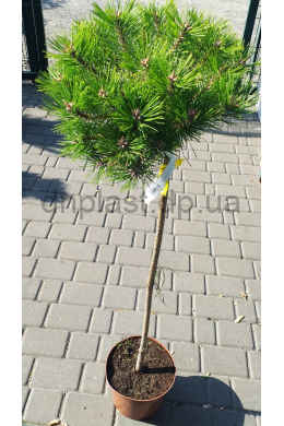 Лоу Глоу сосна густоцветковая штамб (100-110) С5 Pinus densiflora Low Glow 																						