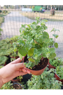 Яблучна м'ята (С1,2) Mentha suaveolens 'Apple mint' Яблучна м'ята (С1,2) Mentha suaveolens 'Apple mint'