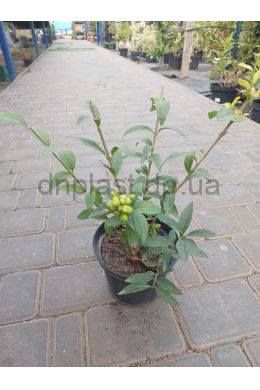 Бірючина звичайна (С2) Ligustrum vulgare