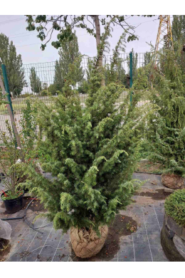 Калебаб (200-225см) ялівець звичайний КОМ