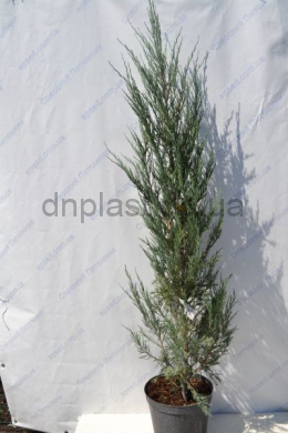 Скайрокет (С10л) ялівець скельный (Skyrocket) h-100-120