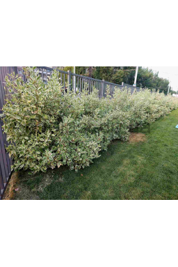 Дерен білий Елегантіссіма (С3) Cornus alba Elegantissima