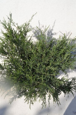 Сабіна Ялівець козацький (С 10 л) h - 60, d - 90 Juniperus sabina.