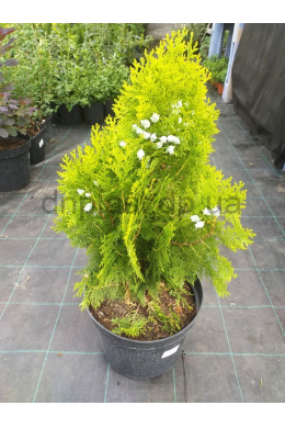 Аурея Нана (С7,5) Туя східна (Aurea Nana) (h-50, d-20) Аурея Нана (С7,5) Туя східна (Aurea Nana) (h-50, d-20)