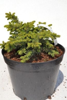 Валдбрунн Ель  колючая Picea pungens Waldbrunn (С10,0л)	 h-25, d-30																					