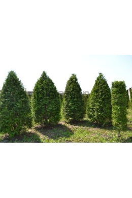 Брабант туя західна (h275-300, d-100)  ком (Brabant)