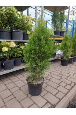 Смарагд ( С 5л) туя західна (Smaragd) (h-45-50, d-25) Смарагд ( С 5л) туя західна (Smaragd) (h-45-50, d-25)