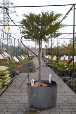 Мас (ШТАМБ) ялівець козацький (100-125) Juniperus sabina (Mas)    