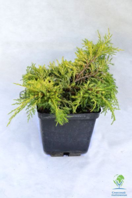 Голд Стар (С3л) ялівець середній (Gold Star) h-10,d-20 Голд Стар (С3л) ялівець середній (Gold Star) h-10,d-20