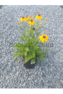 Рудбекія (C2) Rudbeckia fulgida Goldsturm Рудбекія (C2) Rudbeckia fulgida Goldsturm