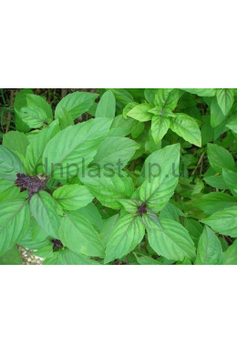 Базилік кущовий Меджик Блу (C2) Ocimum basilicum Magic Blue