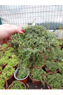 Тим'ян Криппін Ред  (С1,2) Thymus Creeping Red