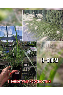 Пеннісетум лисохвостий (С2) Pennisetum alopecuroides Пеннісетум лисохвостий (С2) Pennisetum alopecuroides
