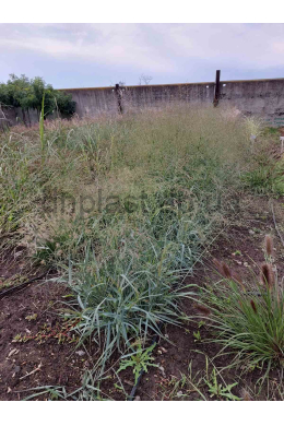 Просо Хеві Метал (С2) Panicun virgatum Heavy Metal